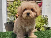 Laker, a male Maltipoo for sale in Boyden, IA – 8 of 10