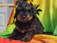 Suki, a male Miniature Bernedoodle for sale in Boyden, IA – 4 of 10