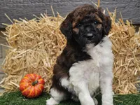 Sasha, a female Goldendoodle for sale in Boyden, IA – 4 of 10