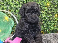 Franklin , a male Whoodle for sale in Boyden, IA – 5 of 10