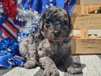 Klio, a male Bernedoodle for sale in Boyden, IA – 10 of 10