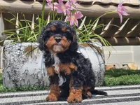 Talia, a female Cavapoo for sale in Boyden, IA – 5 of 10