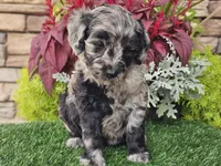 Waves, a female Goldendoodle for sale in Boyden, IA – 6 of 10