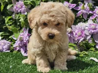 Colt, a male Havapoo for sale in Boyden, IA – 5 of 10