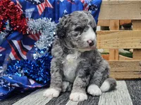 Katina, a male Bernedoodle for sale in Boyden, IA – 9 of 9