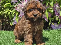 Scooby, a male Havapoo for sale in Boyden, IA – 10 of 10