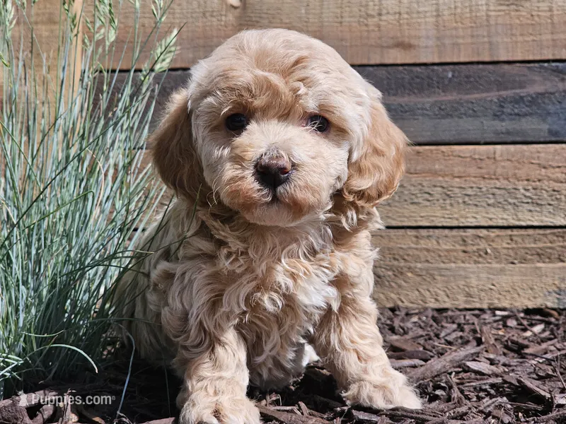 Raya – Havapoo puppy for sale in Boyden, IA