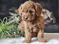Kairi, a female Cavapoo for sale in Boyden, IA – 3 of 10