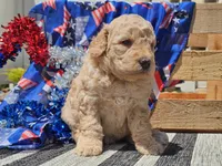 Kysa, a female Bernedoodle for sale in Boyden, IA – 8 of 10