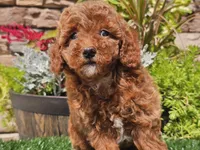 Desmond, a male Poodle - Miniature  for sale in Boyden, IA – 10 of 10