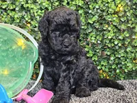 Franklin , a male Whoodle for sale in Boyden, IA – 6 of 10