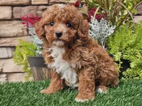 Django, a male Poodle - Miniature  for sale in Boyden, IA – 3 of 10