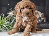 Kirby , a male Cavapoo for sale in Boyden, IA – 5 of 10
