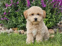 Sunny, a male Havapoo for sale in Boyden, IA – 5 of 9