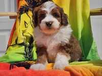 Slade, a male Miniature Bernedoodle for sale in Boyden, IA – 9 of 10