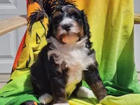 Seven, a male Miniature Bernedoodle for sale in Boyden, IA – 3 of 10