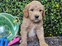 Finnigan , a male Whoodle for sale in Boyden, IA – 7 of 10