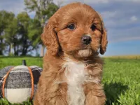 Joey, a male Cavapoo for sale in Boyden, IA – 3 of 10