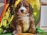 Sailor, a female Miniature Bernedoodle for sale in Boyden, IA – 7 of 10