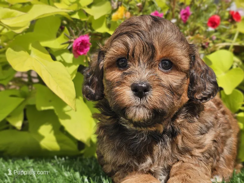 Nash – Shihpoo puppy for sale in Boyden, IA