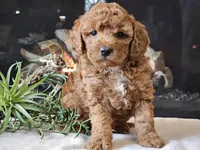 Kirby , a male Cavapoo for sale in Boyden, IA – 8 of 10