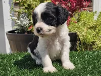 Gilbert , a male Cavapoo for sale in Boyden, IA – 4 of 10