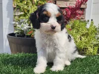 Gemma, a female Cavapoo for sale in Boyden, IA – 6 of 10