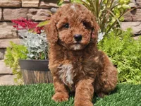 Darius, a male Poodle - Miniature  for sale in Boyden, IA – 10 of 10
