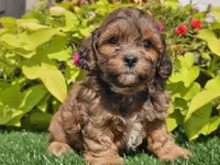 Nash, a male Shihpoo for sale in Boyden, IA – 4 of 10