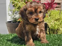 Gianna , a female Cavapoo for sale in Boyden, IA – 7 of 10