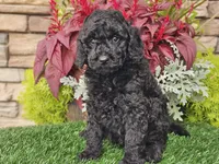 Willow, a female Goldendoodle for sale in Boyden, IA – 9 of 10