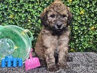 Fletcher , a male Whoodle for sale in Boyden, IA – 6 of 10