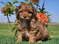 Jamie, a male Miniature Aussiedoodle for sale in Boyden, IA – 5 of 10