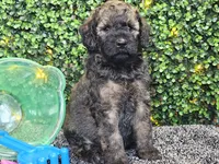 Forest , a male Whoodle for sale in Boyden, IA – 8 of 10
