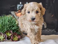 Piko, a male Maltipoo for sale in Boyden, IA – 10 of 10