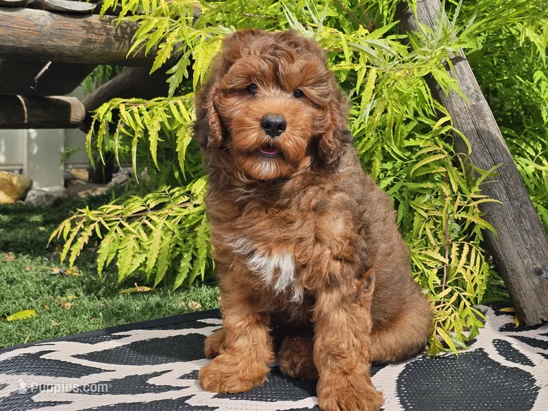 Stitch – Miniature Bernedoodle puppy for sale in Boyden, IA
