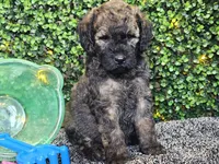 Forest , a male Whoodle for sale in Boyden, IA – 10 of 10