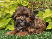 Nugget, a male Shihpoo for sale in Boyden, IA – 4 of 10