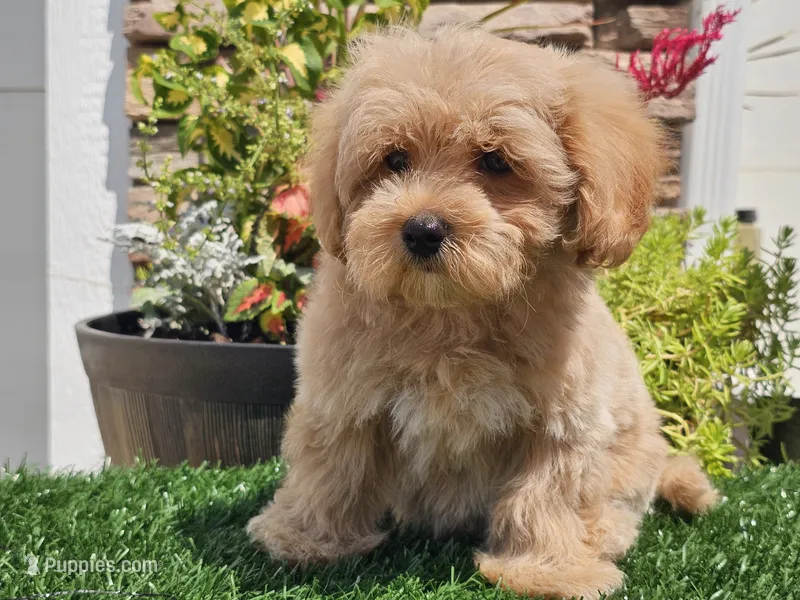 Laker – Maltipoo puppy for sale in Boyden, IA