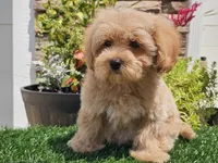 Laker, a male Maltipoo for sale in Boyden, IA – 1 of 10