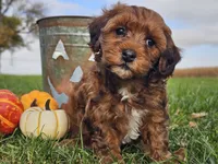 Buster, a male Havapoo for sale in Boyden, IA – 7 of 10