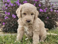 Maui, a female Goldendoodle for sale in Boyden, IA – 8 of 10