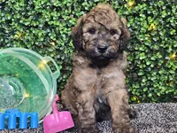 Fletcher , a male Whoodle for sale in Boyden, IA – 10 of 10