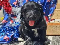 Kora, a female Bernedoodle for sale in Boyden, IA – 3 of 10