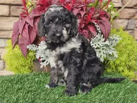 Whitley, a female Goldendoodle for sale in Boyden, IA – 3 of 10