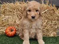 Shelby, a female Goldendoodle for sale in Boyden, IA – 8 of 10