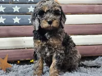 Cardi, a female Goldendoodle for sale in Boyden, IA – Photo 5 of 10