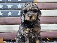 Cardi, a female Goldendoodle for sale in Boyden, IA – Photo 8 of 10
