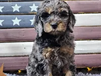 Cardi, a female Goldendoodle for sale in Boyden, IA – Photo 9 of 10
