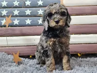 Cardi, a female Goldendoodle for sale in Boyden, IA – Photo 4 of 10